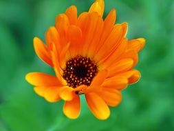 calendula on a blurred green background