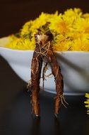 plant root and dandelions in a bowl