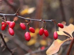 barberry twig with Berries and Spikes