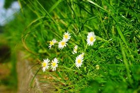 daisy on a green meadow