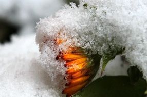 marigold flower in snow