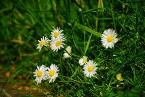 little daisy on green meadow close up