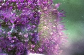 Buddha face in purple flower