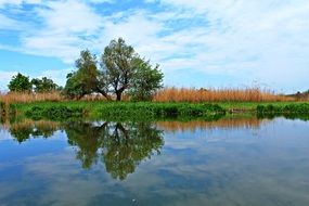reflection of a tree ashore in the water