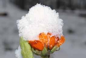 calendula under snow close up