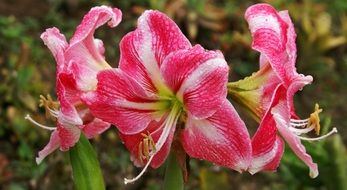 pink lilies are summer flowers