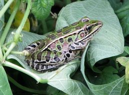 Leopard Northern Frog