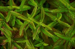 Peppermint Green Herbs