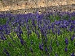 field of lavender blossoms