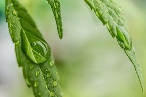 Cannabis Sativa