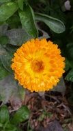 Calendula Flower Orange
