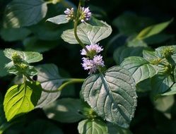 bloom of the purple mint on a sunny day