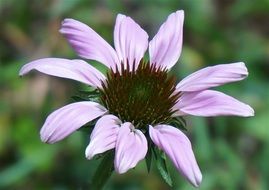 Echinacea Flower close-up on blurred background