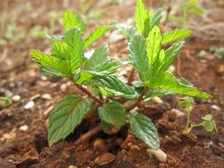 peppermint plant in the garden
