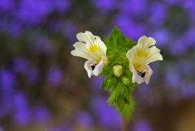 Close up photo of wild plant