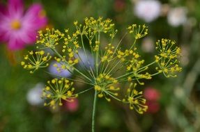 Macro photography of Wild Flowers