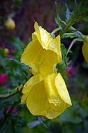 yellow Evening Primrose flower