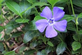 Macro photo of Purple Periwinkle flower