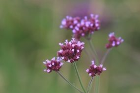 plant with pink flowers on blurred background
