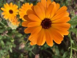marigold of the bright orange blossom