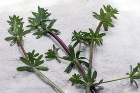 Galium this is a medicinal plant