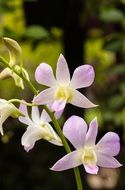Sooth Spa Flower