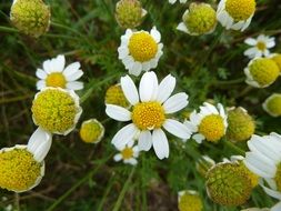 blossoms of chamomile