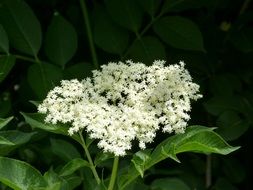 Elder flowers at dsrk background