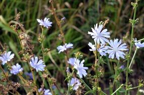 blue chicory flowers in green grass