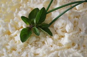 bryndza with basil