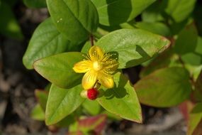 yellow hypericum flower in the forest