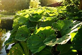 green Butterbur Plants in a garden