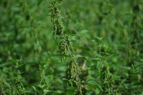 Picture of Stinging Nettle in nature