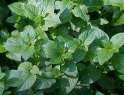bush of green fragrant mint