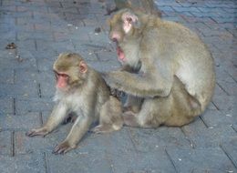 Monkeys sitting on a ground in the zoo