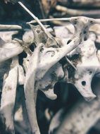 Bones Skeleton