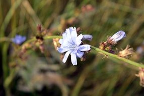blue chicory flowers