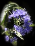 Hyssop Spice flower