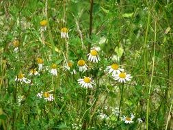 Chamomile Daisy Flowers