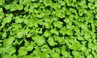 medicinal indian pennywort