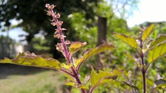 Picture of ayurved plants