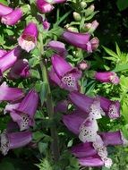 digitalis in the garden close up