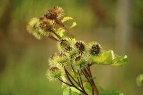 Picture of Great Burdock