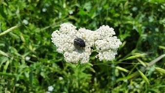 bug sitting on the common yarrow