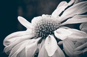 black and white photo of daisy closeup