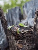 sprout on the old tree trunk