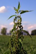 Stinging Nettle Herb