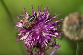insect on a medicinal plant