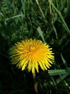 yellow dandelion in grass close-up on blurred background