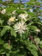 Clematis this is a medicinal plant